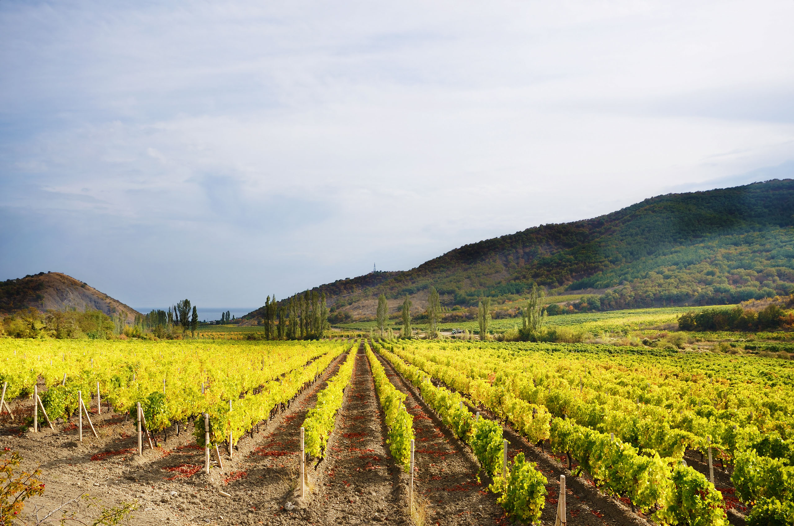 foto mayorista de verduras es caragol